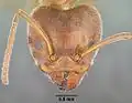 Голова муравья Liometopum apiculatum