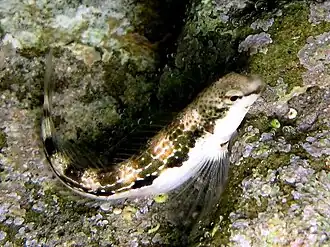 Адриатическая морская собачка (Microlipophrys adriaticus)