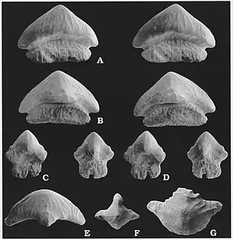 Зубы Lissodus hasleensis