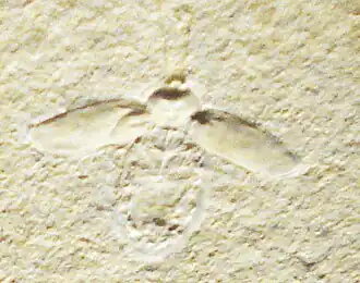 Lithoblatta lithophila