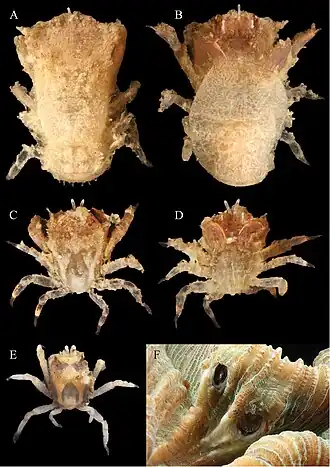 Lithoscaptus semperi