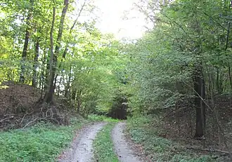 Остатки валов древнего городища в лесу вблизи села Леточки