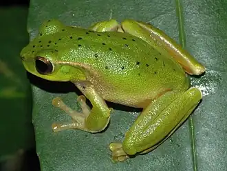 Litoria barringtonensis
