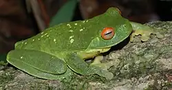 Красноглазая литория