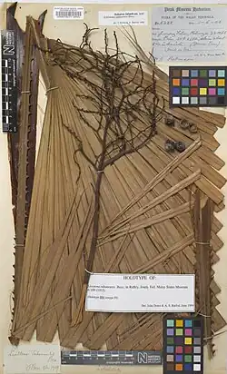 Голотип Livistona tahanensis (Музей естественной истории, Лондон)