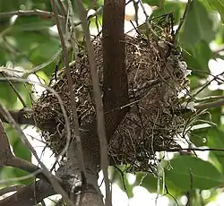 Гнездо длиннохвостого сорокопута