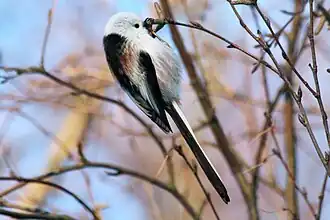 Aegithalos caudatus caudatus