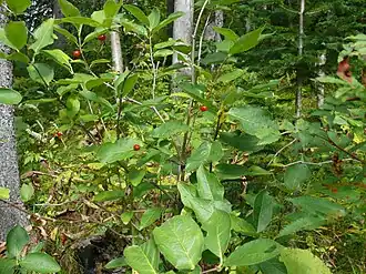 Общий вид плодоносящего растения