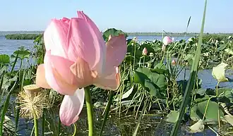 Заросли лотоса у восточного побережья Ахтанизовского лимана