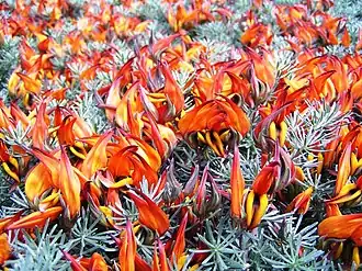 Лядвенец Бертелота