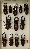 Полиморфизм Lucanus elaphus.