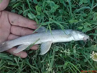 L. mursa, река Алазань (Грузия)