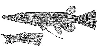 Красивый щукоголов