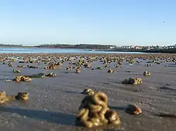 Холмики выбросов на литорали во время отлива на «пескожильном пляже»