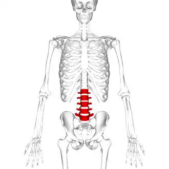 Положение поясничных позвонков человека (отмечены красным). Пять позвонков обозначаются (сверху вниз) L1, L2, L3, L4 и L5.