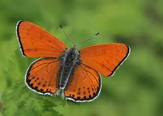 Червонец блестящий