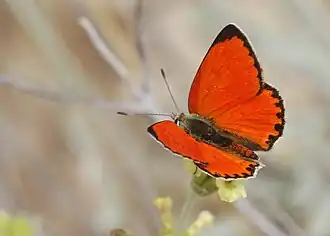 Червонец тетис