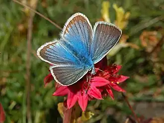 Голубянка дамон