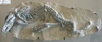 Lycopsis longirostris