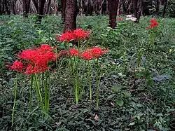 Lycoris radiata, известная как красная паучья лилия