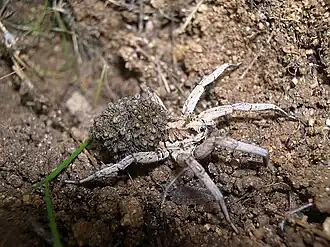 Самка с потомством