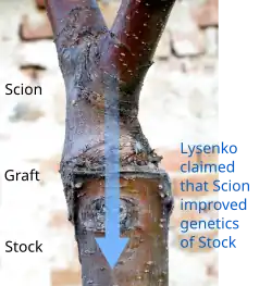 Одно из нескольких необоснованных утверждений лысенковцев: вегетативная гибридизация. Механизм предполагает ненаблюдаемый ламарковский эффект привоя на подвой при прививке плодового дерева