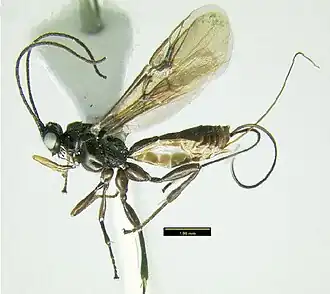 Бракониды Lytopylus