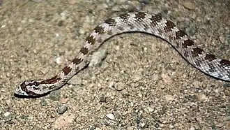 Афганский литоринх