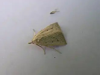 Macrochilo cribrumalis