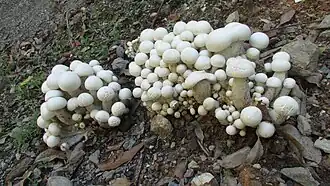 Macrocybe crassa