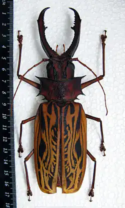 Самец Macrodontia cervicornis