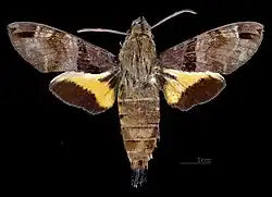 Самец (вид сверху)