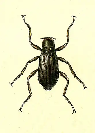 Macronychus quadrituberculatus