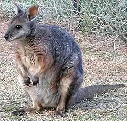 Macropus eugenii