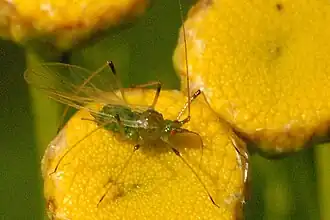 Macrosiphoniella persequens