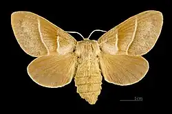 Имаго. Самка