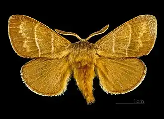 Коконопряд малинный