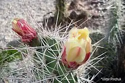 Кактус - флора каньона