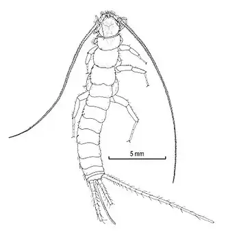 Maindronia bashagardensis