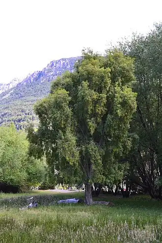 Майтенус чилийский (Maytenus boaria)