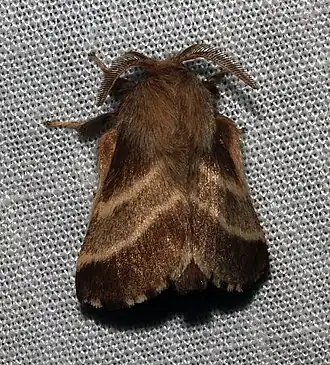 Malacosoma americanum