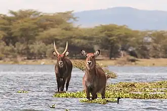 Водяной козёл