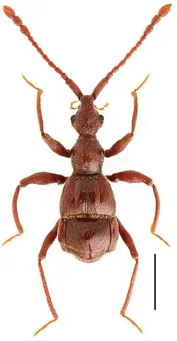 Жук Dayao emeiensis