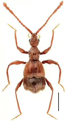 Самец жука Pselaphodes daii