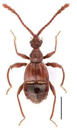 Самец жука Pselaphodes distincticornis