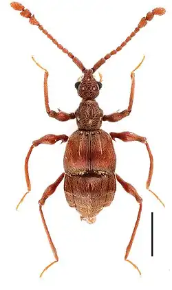 Самец жука Pselaphodes jizushanus