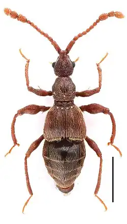Самец жука Pselaphodes tibialis