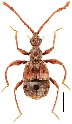 Жук Pselaphodes wrasei