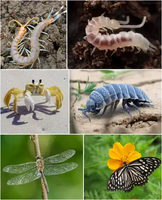 Верхний ряд (многоножки): сколопендра, скутигера;
Средний ряд (ракообразные): краб Ocypode quadrata[англ.], мокрица Hemilepistus reaumuri;
Нижний ряд (насекомые): бабка жёлтопятнистая, бабочка Papilio clytia[англ.]