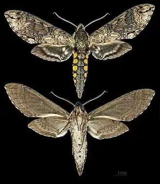 Manduca brasiliensis